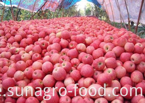 Red Fuji Apple With Good Health And Quality